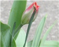 Tulipani